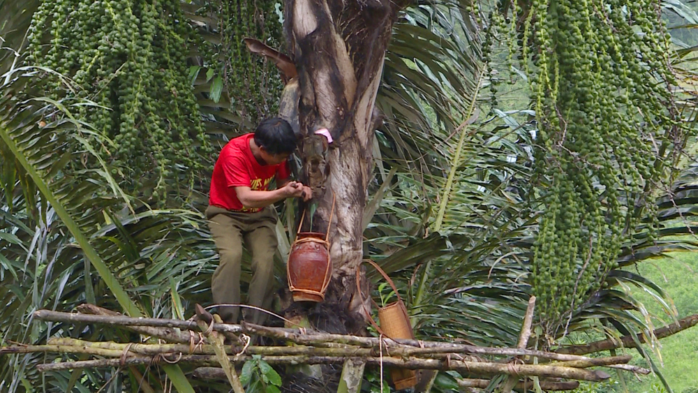 Loài[-]cây[-]trực[-]tiếp[-]cho[-]rượu[-]"vạn[-]người[-]mê"